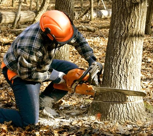 Tree Removal in New London, TX